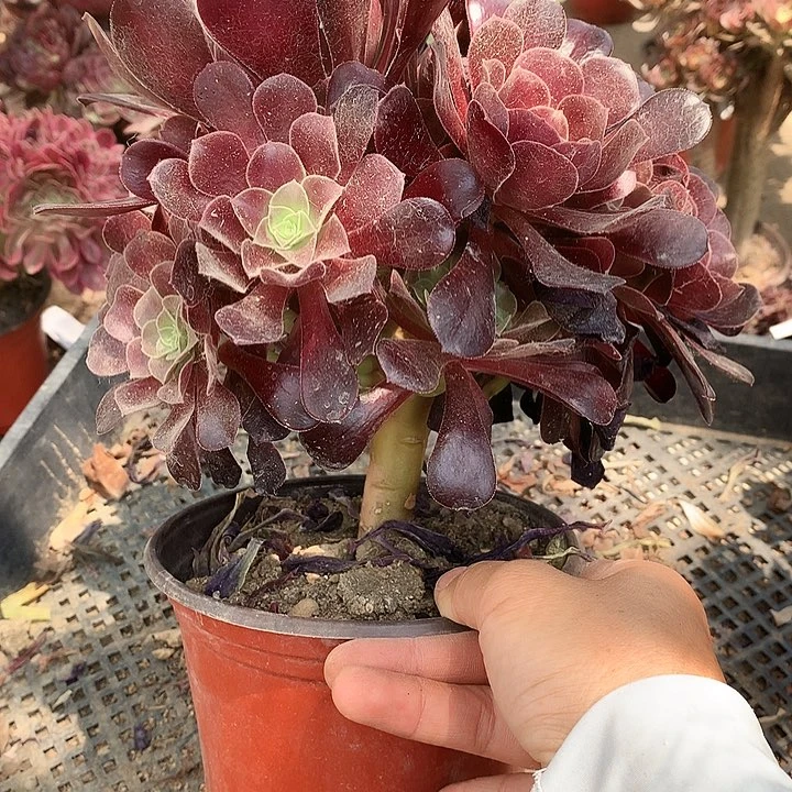 765欧紫多肉植物