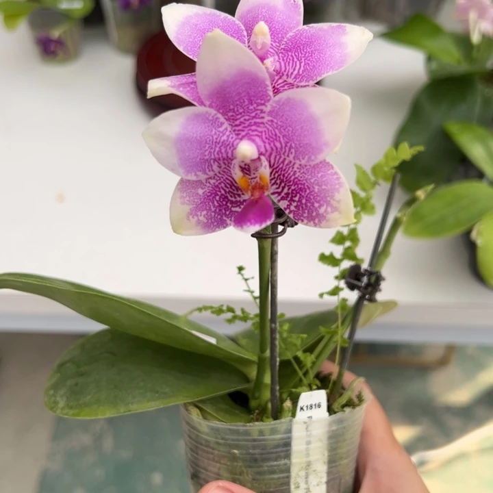 完全开放2.5寸杯太阳玫瑰双花剑花花超大超美
