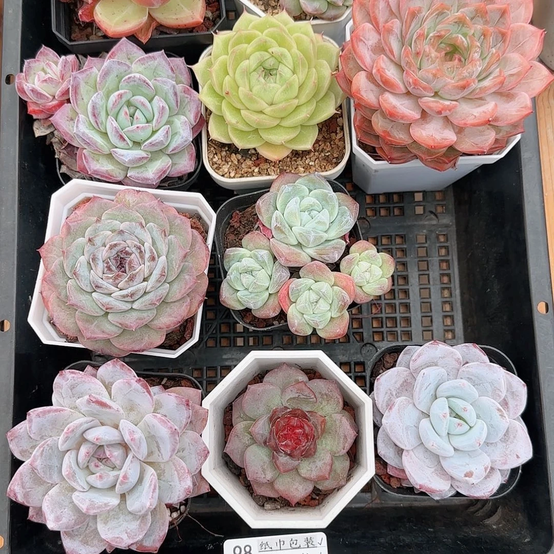 遇***觉多肉1103--98福利