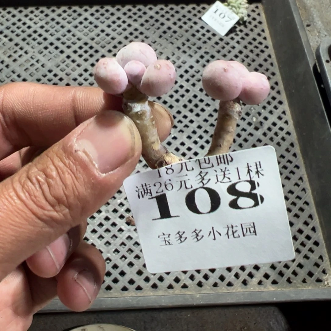 108号水光镇奶酪双头小老庄一物一拍满18包邮