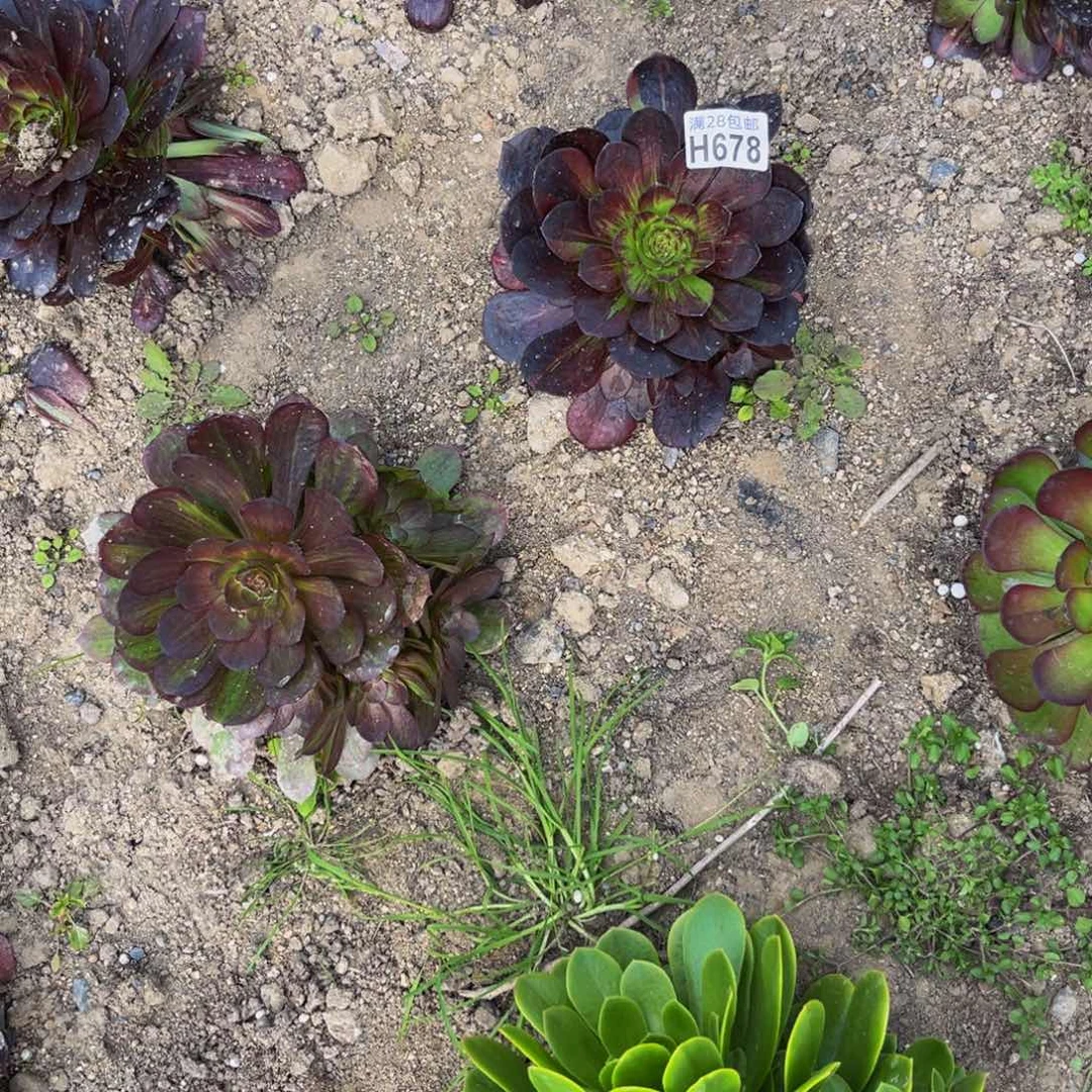678多肉多肉捧花的683多肉