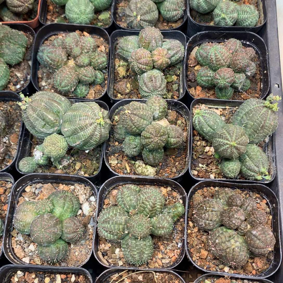 自根  欧布群生 盆口经7公分起发