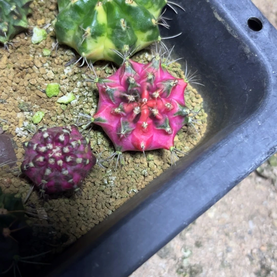 顺*泰系测牙，带盆土发货