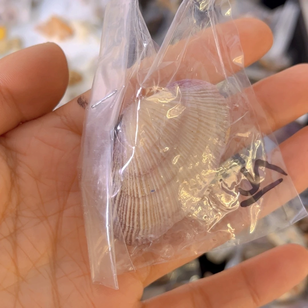 大理石磁石土*脑天然贝壳海螺批发零售