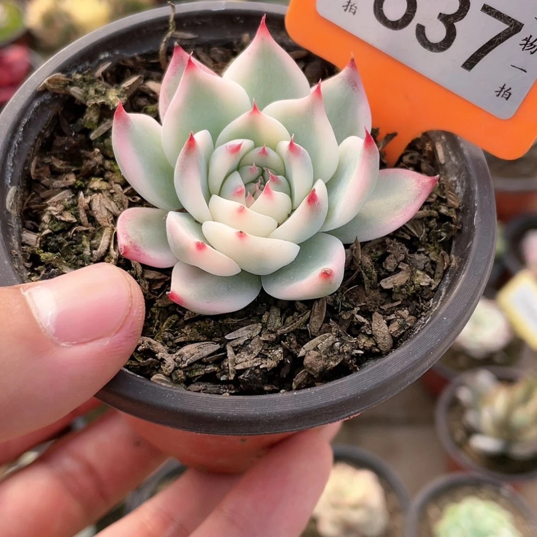 【闪购商品】637号