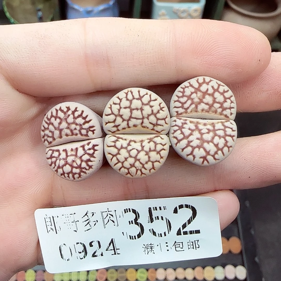 满满18包邮0924-352