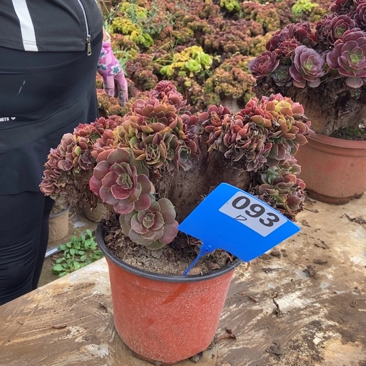 亮***剑D093玫瑰玫瑰玫瑰