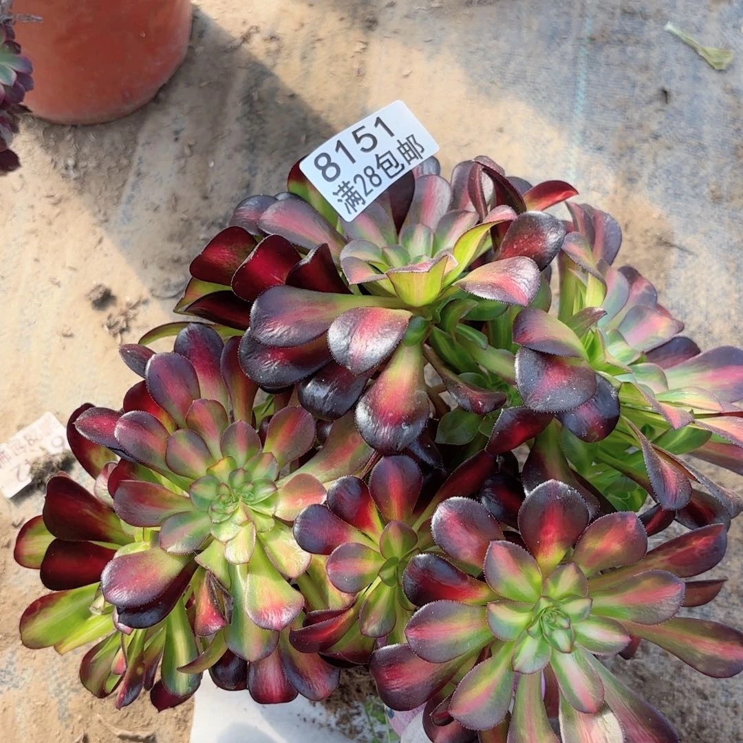 D. 8151花纳缀多肉