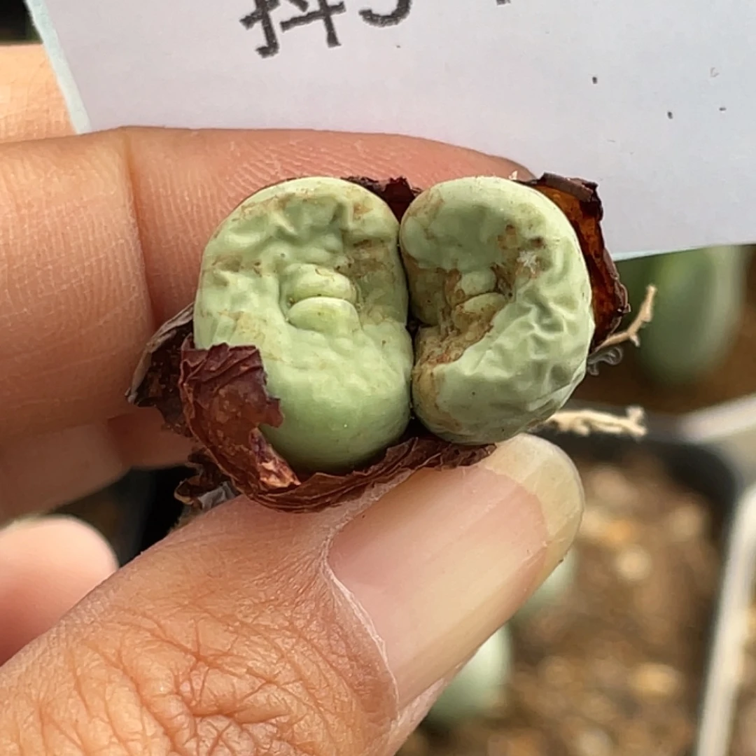 5-74嘴多肉植物肉锥