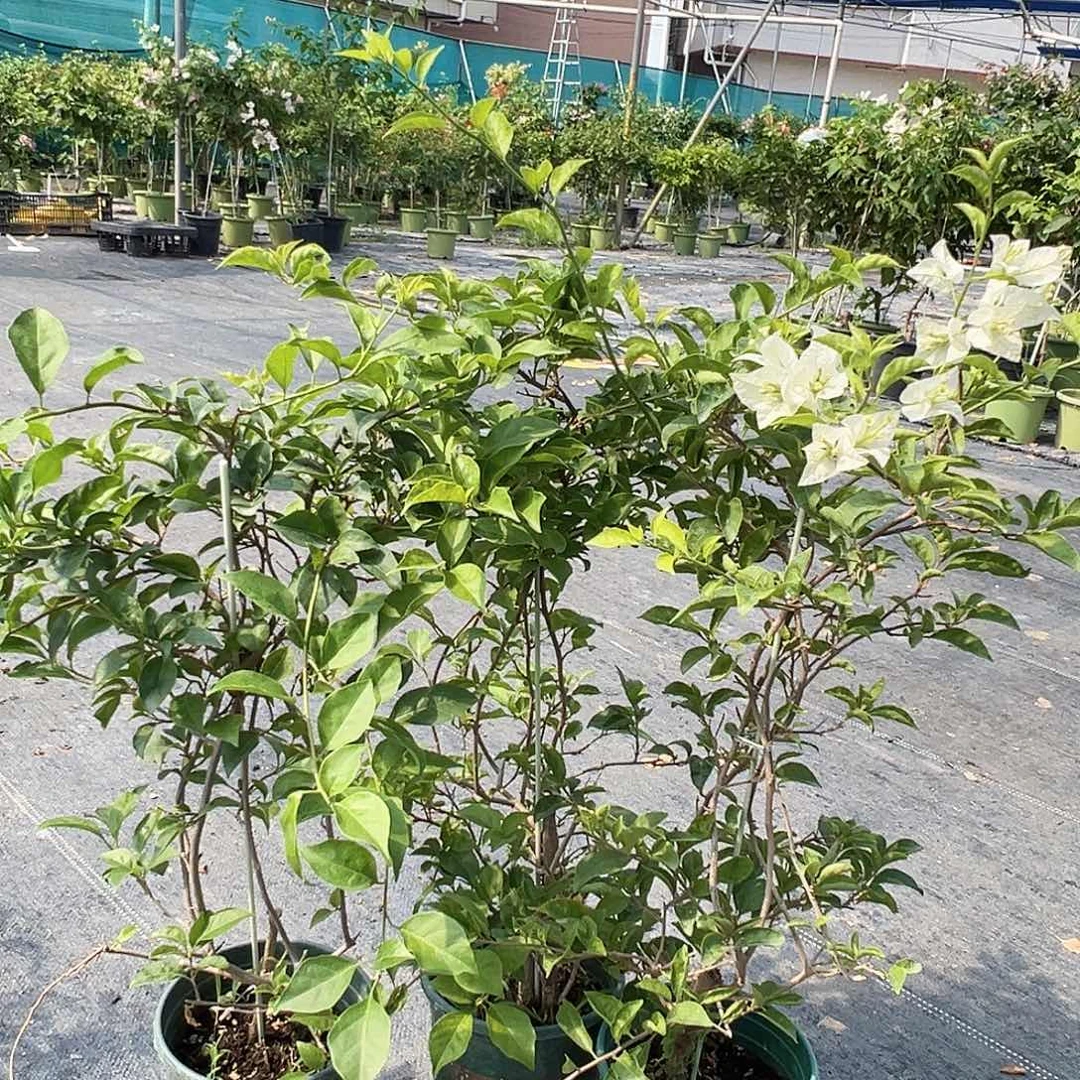 当前无花栽培后可以开花白雪公主一棵