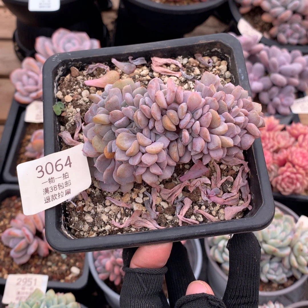 10厘米小树雪精灵缀多肉3064