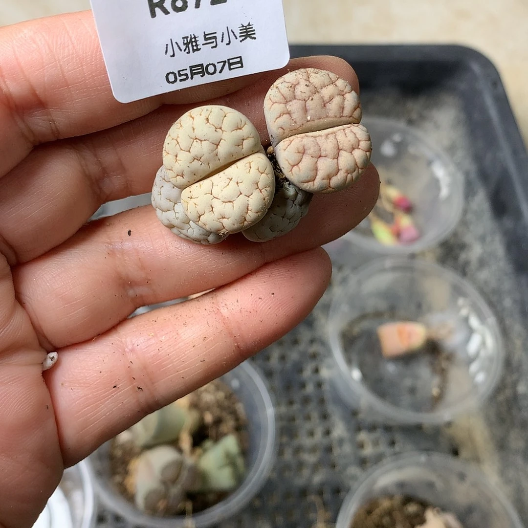 R872多肉植物保护研究所