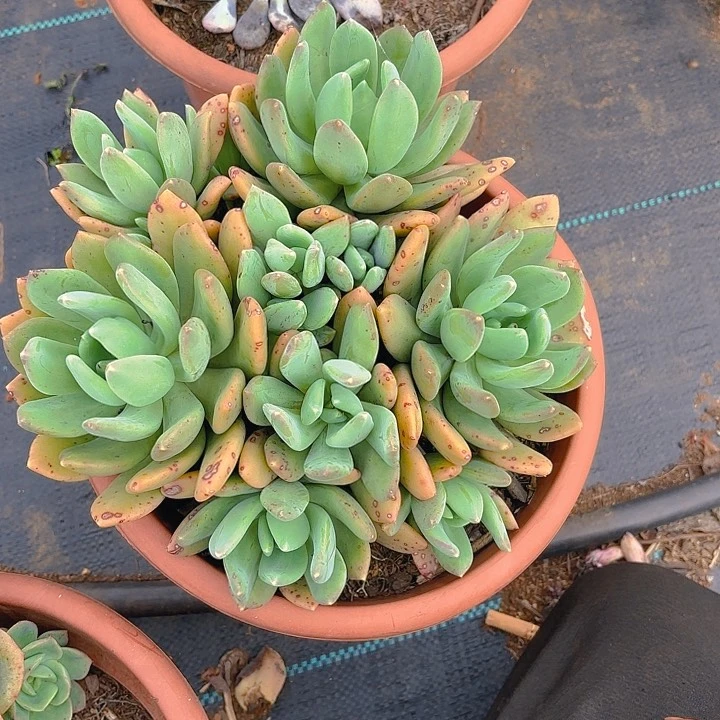 多肉植物。。。。。。。。。。。。。。。？。。。