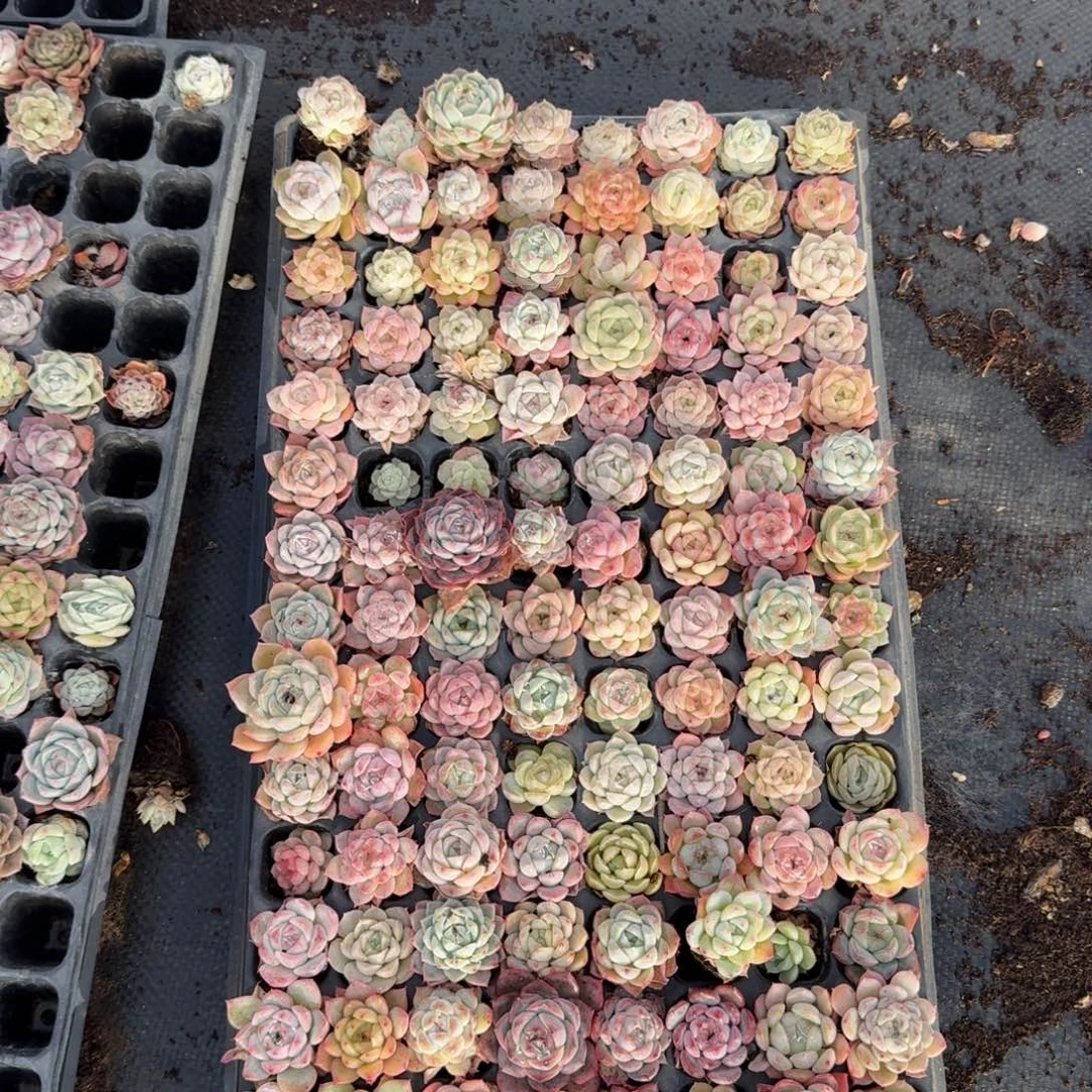 美尼体糖心珍妮量拍保底100颗25-2