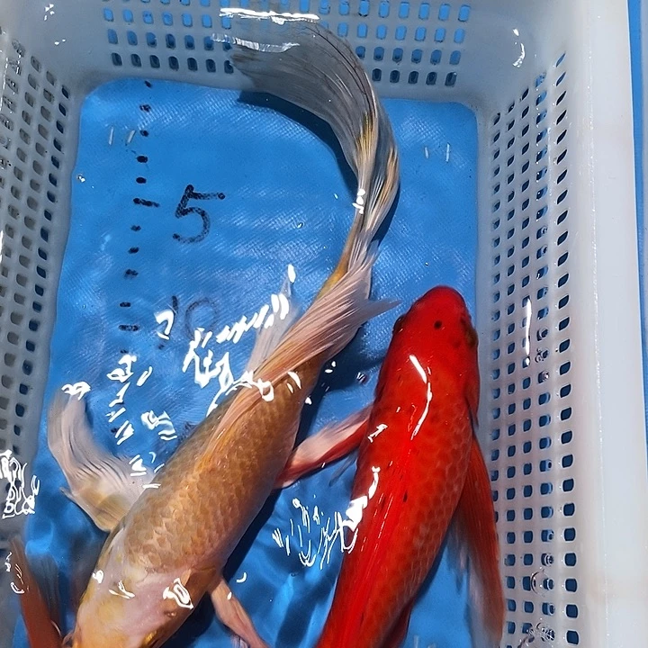 锦鲤锦鲤包邮包售后