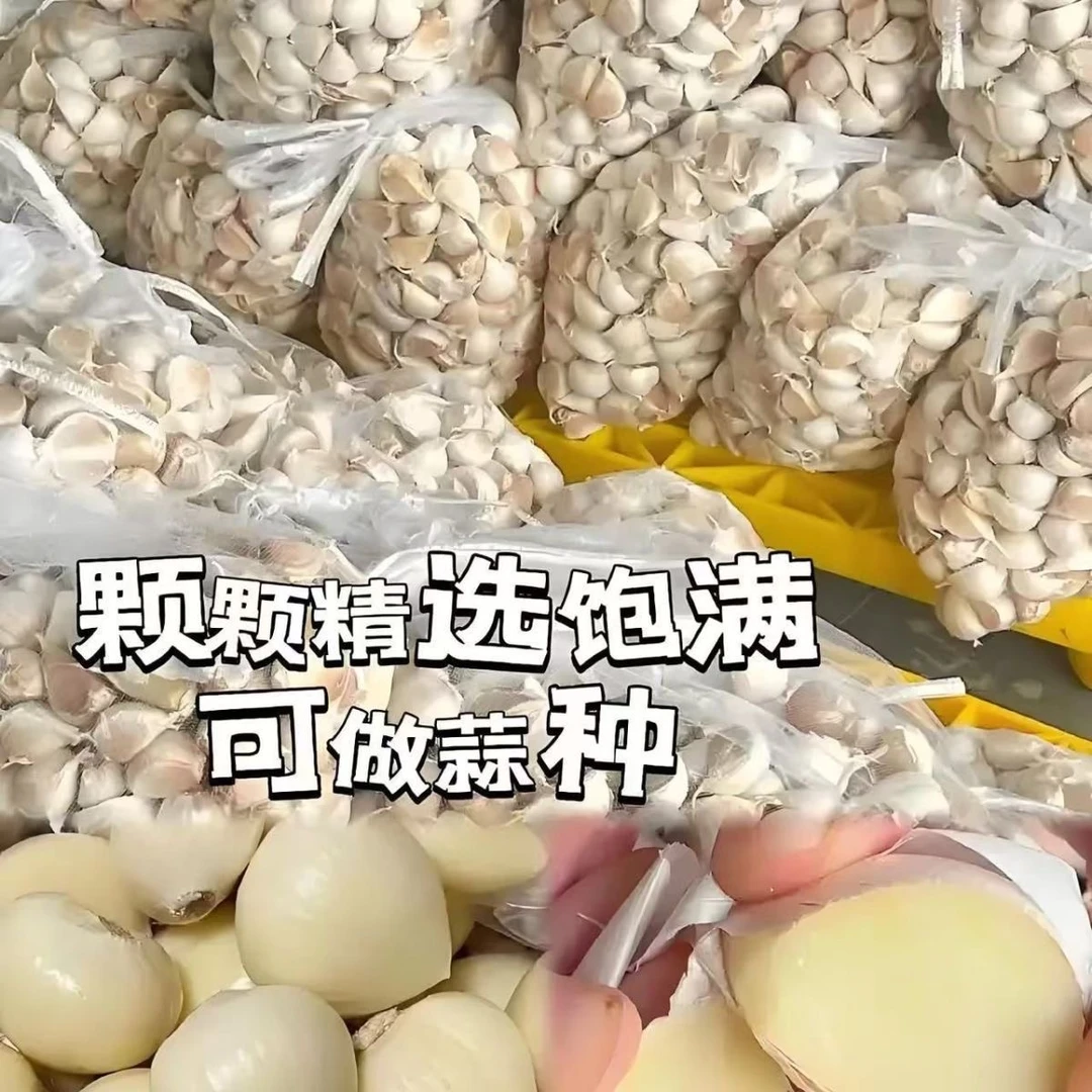 正宗苍山大带皮蒜瓣新鲜山东新干蒜白皮香蒜能吃能种大蒜