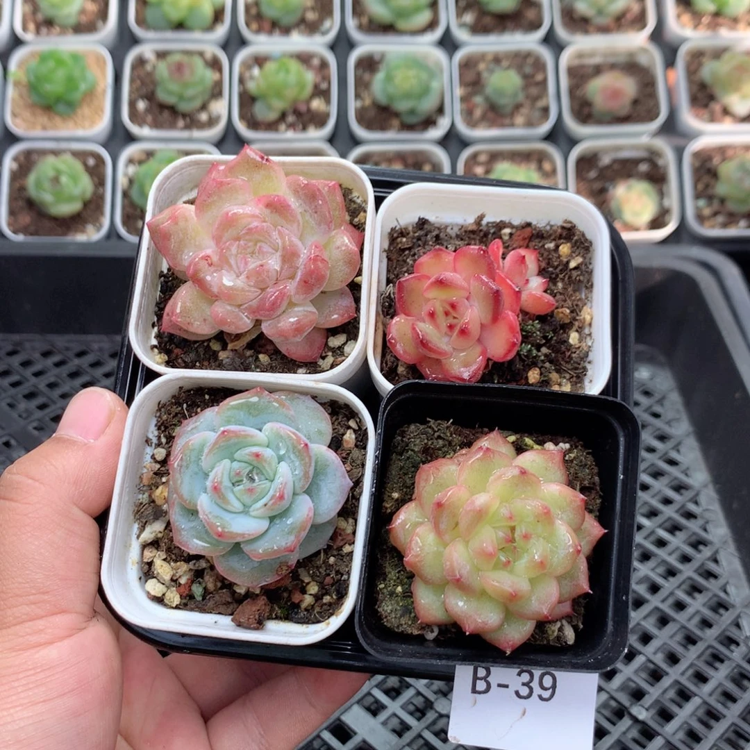无花朵B39英语英语
