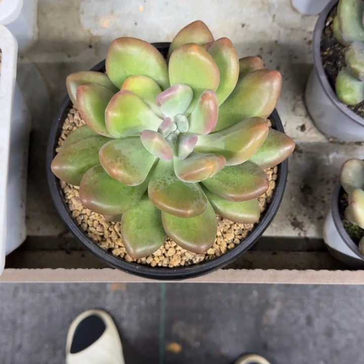 X系列美人新品 一物一拍