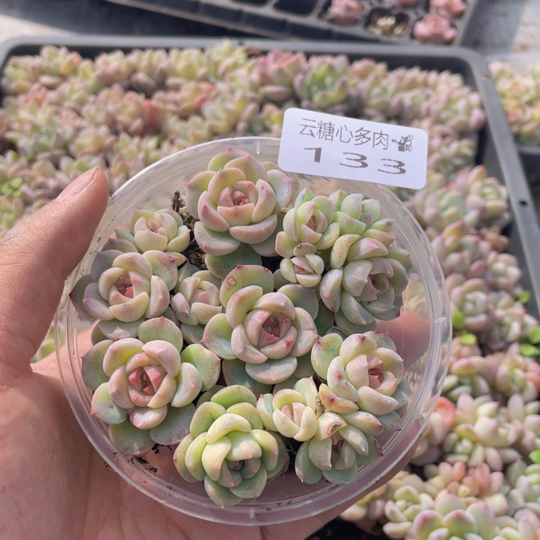 云糖心多肉植物133