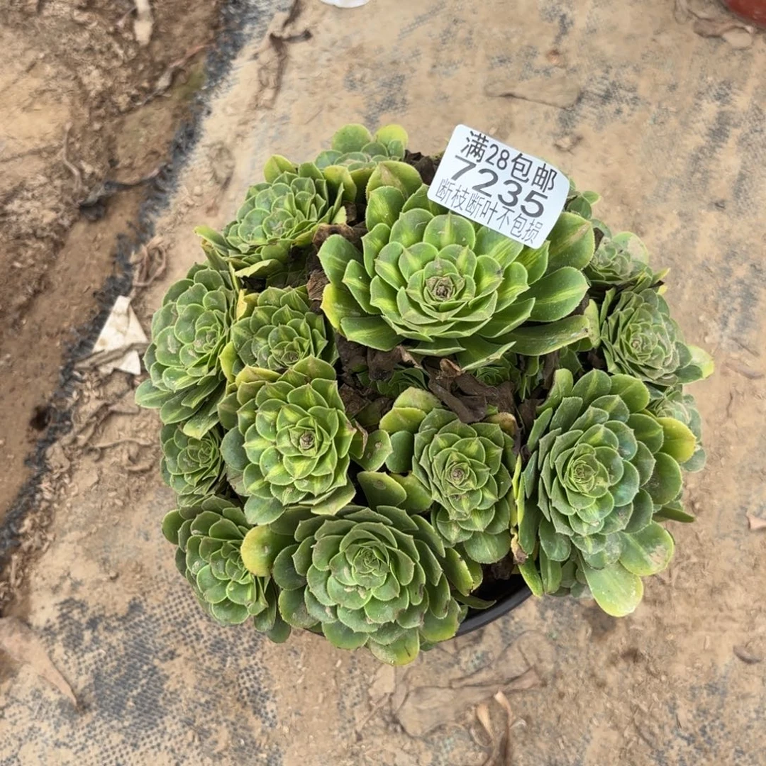 X 7235翡翠琉璃多肉，？ad