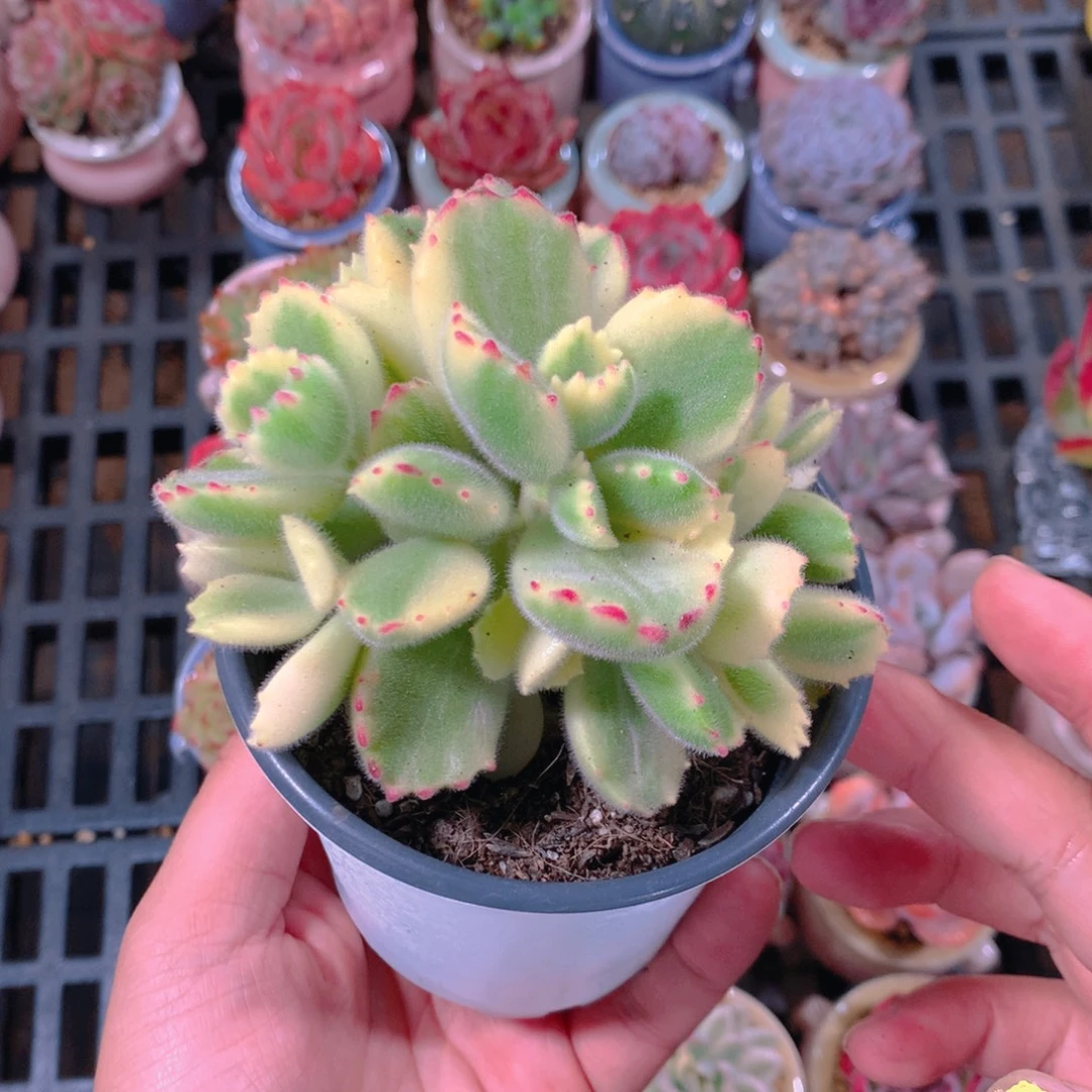 P肉萌萌精控多肉5cm盆 小黄熊1