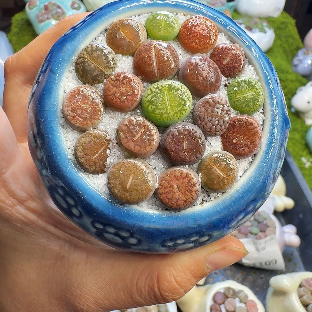 多肉植物福利冲1177