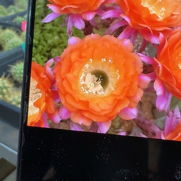 莎莉侧芽4公分彩草