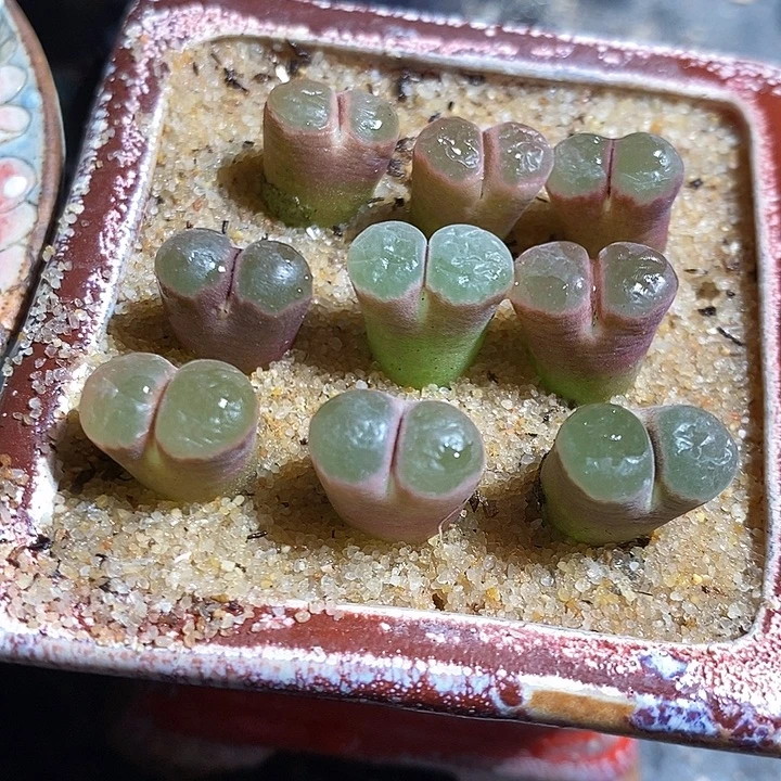 熊猫眼风铃一颗。