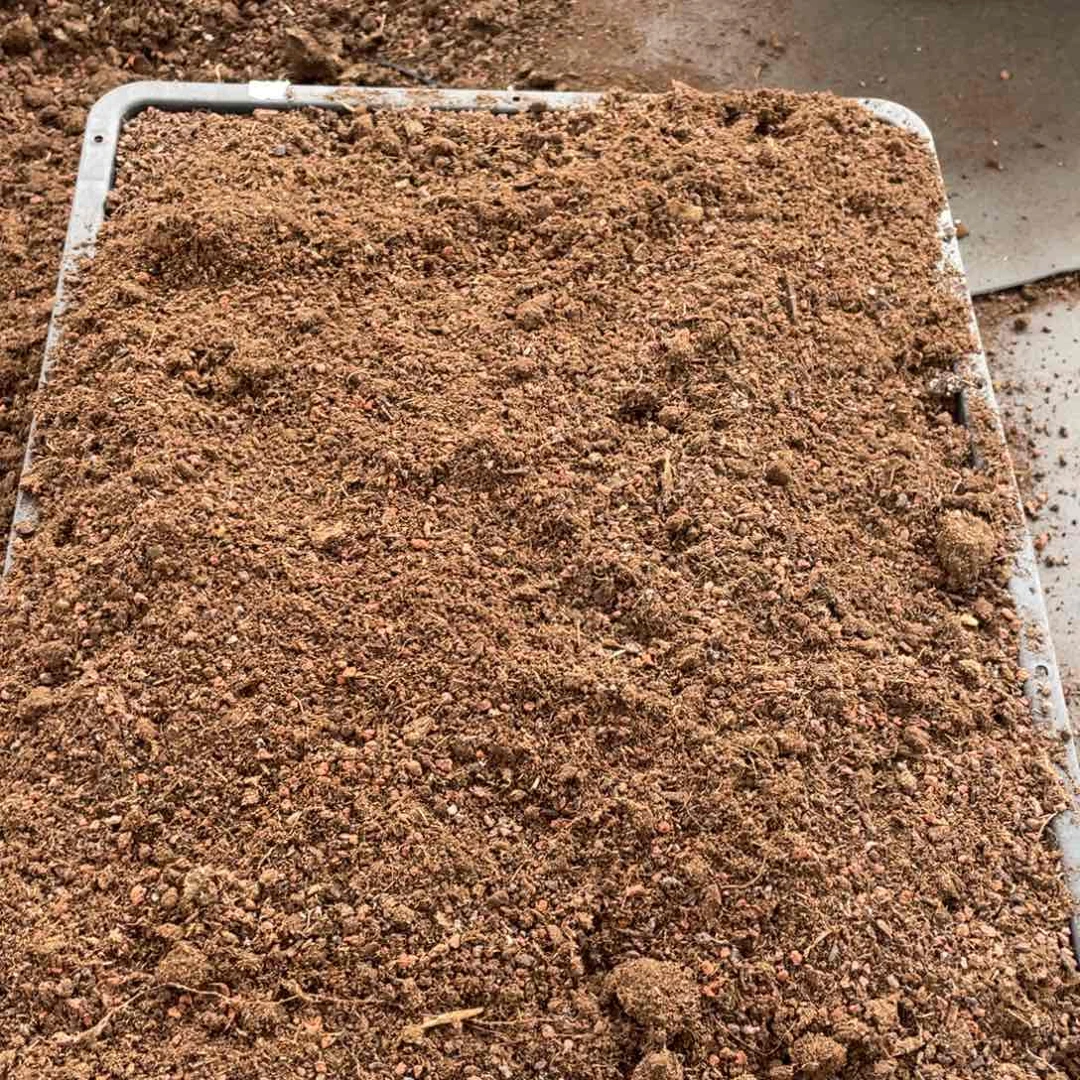 云糖心多肉植物535