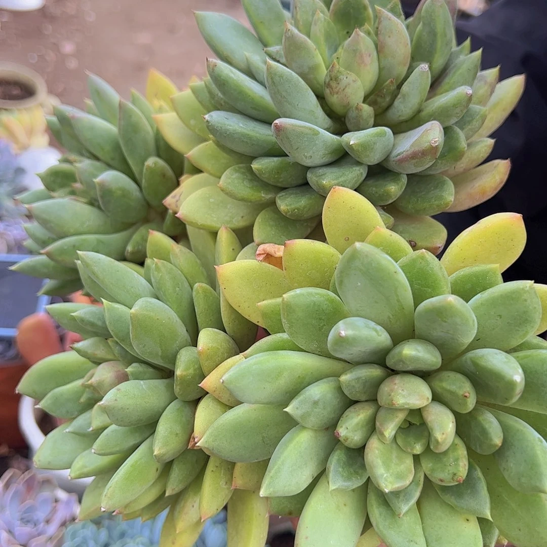 2盆黄金象牙 双头起发