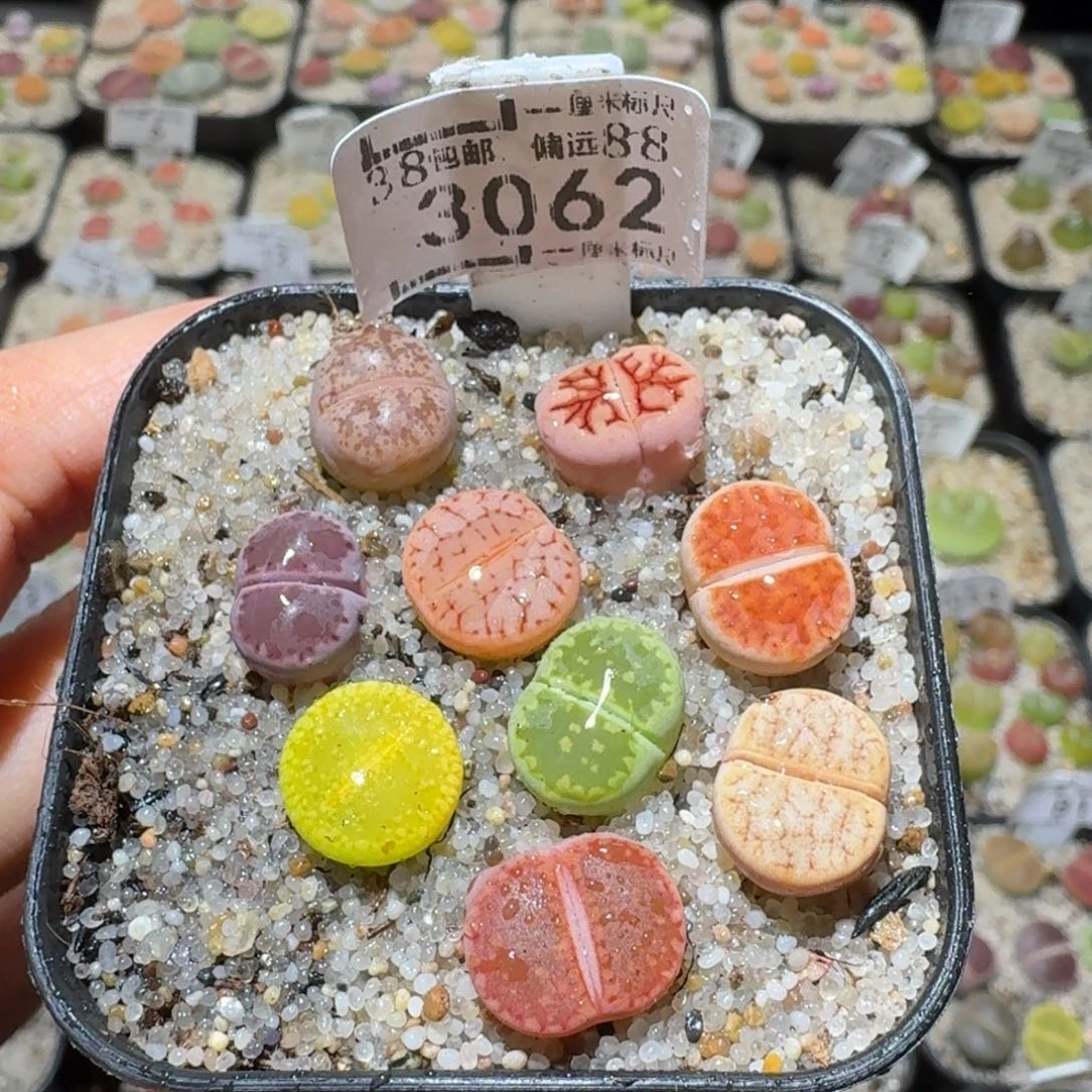 Sssss清仓便宜了3062