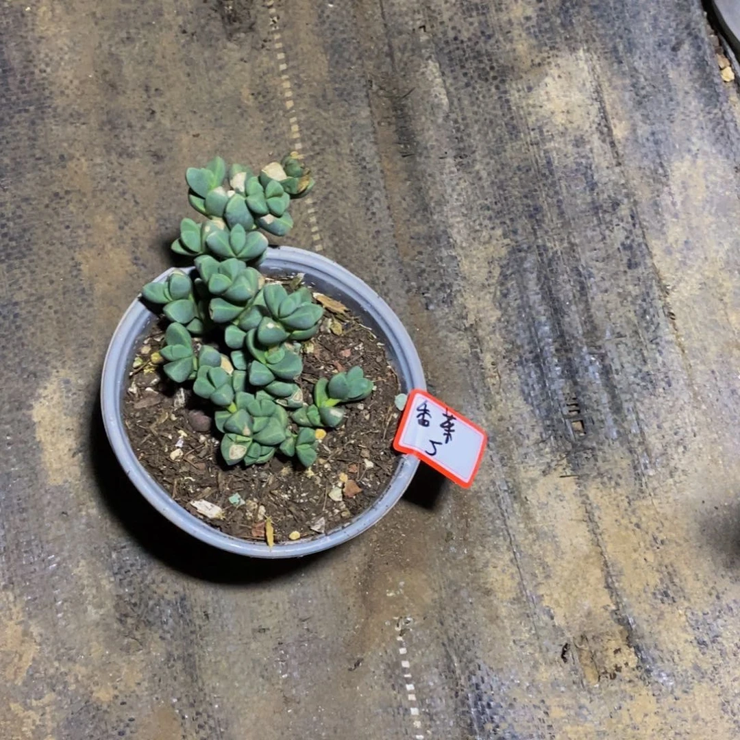 香***葱一物一拍一物一拍