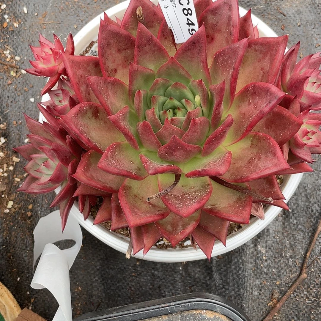 爱****若茹东云单拍C849