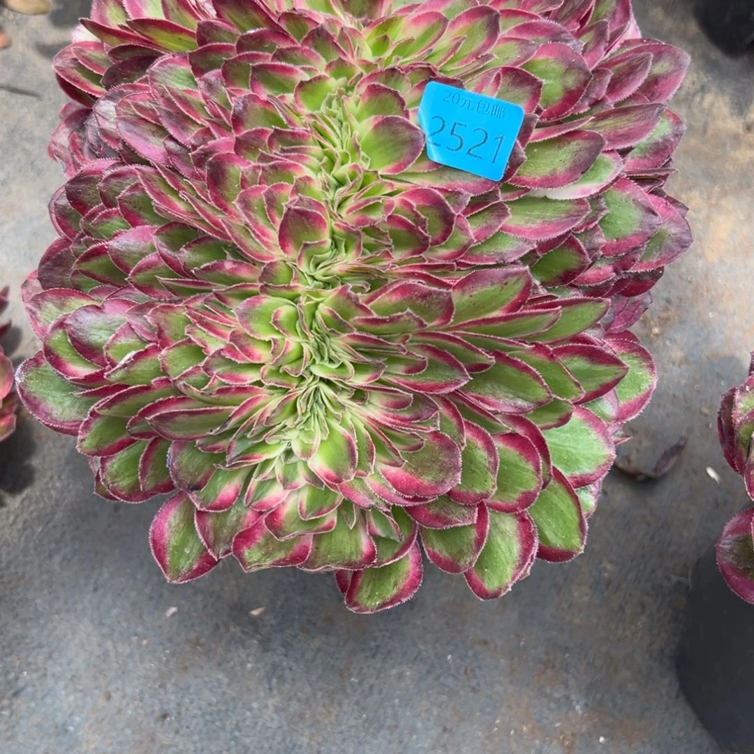 兰*2521孔雀翎缀多肉植物