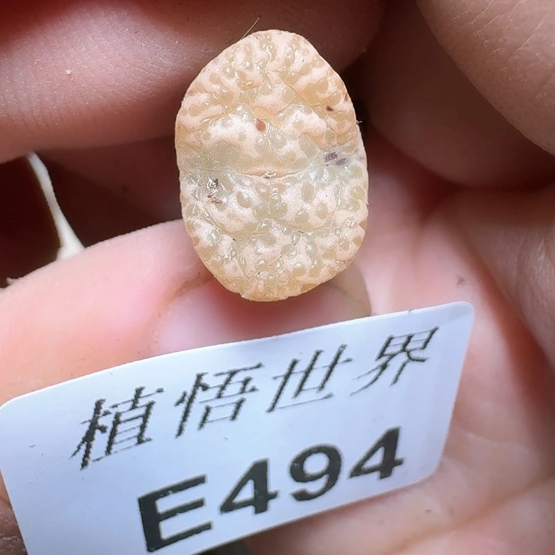 494号多肉植物哇c c