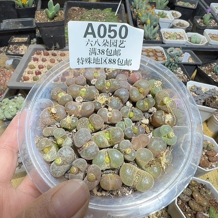 050号特价风铃一盒zyyyxyzyyyxy