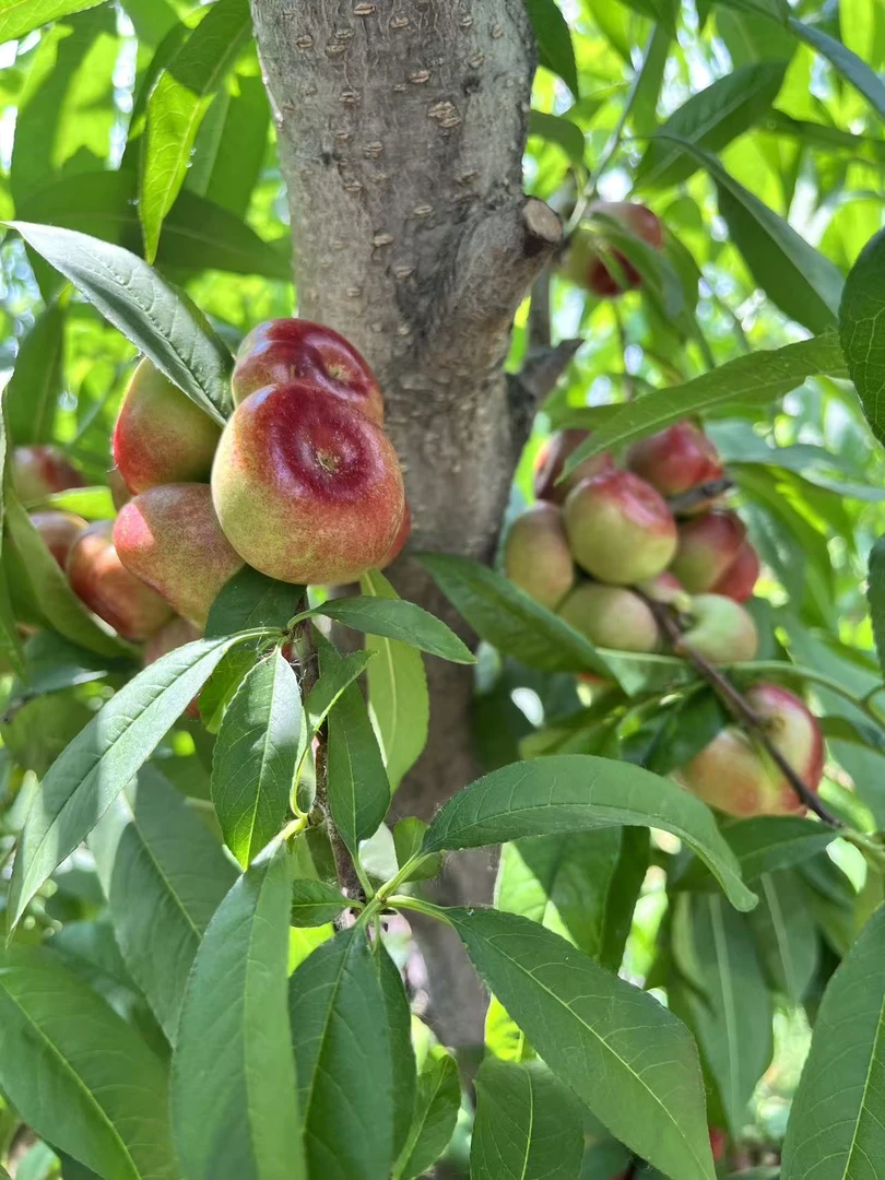 新鲜现摘纽扣油蟠桃脆甜多汁应季水果