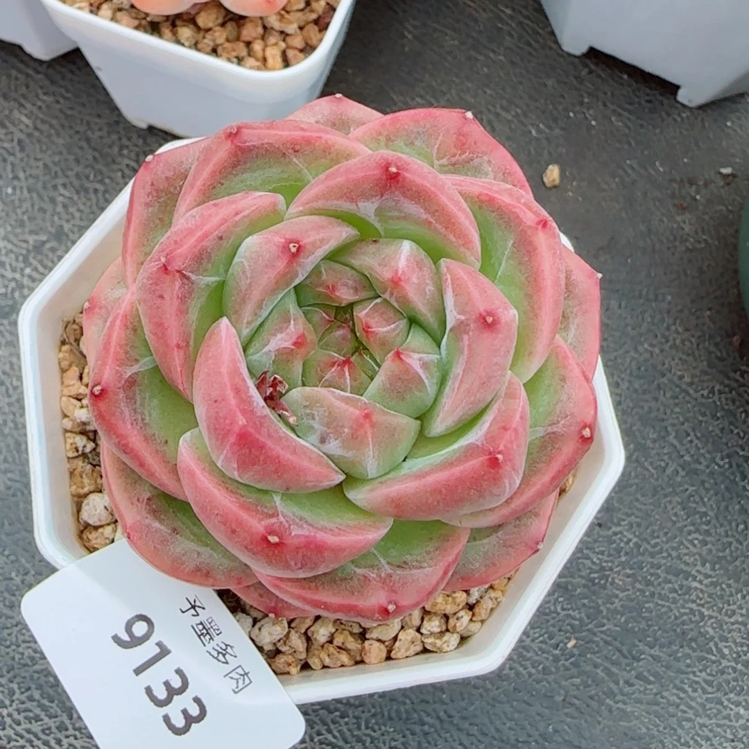 一帘幽梦，9133多肉植物