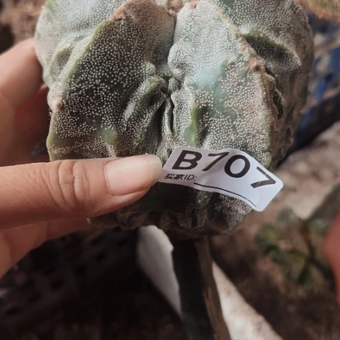 707仙人球福利来啦