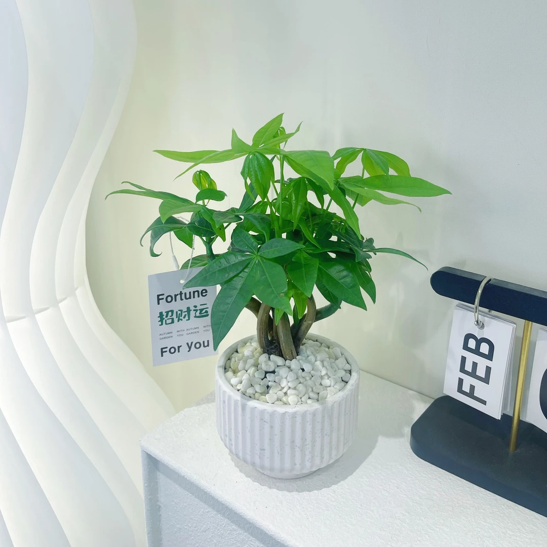 造型奇趣五福发财树好养室内桌面禅意摆件书桌办公桌前台绿植盆栽
