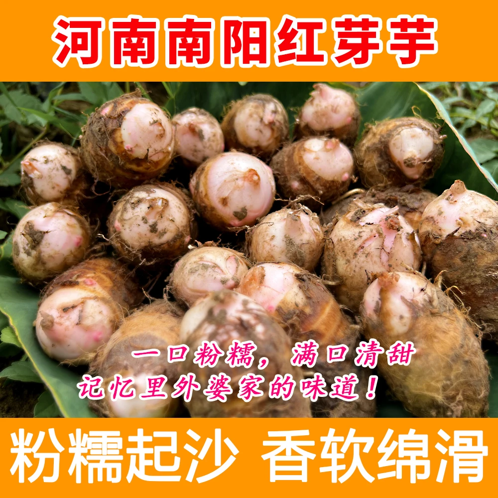 河南新鲜当季现挖正宗红芽芋头农家红嘴小香芋毛芋头