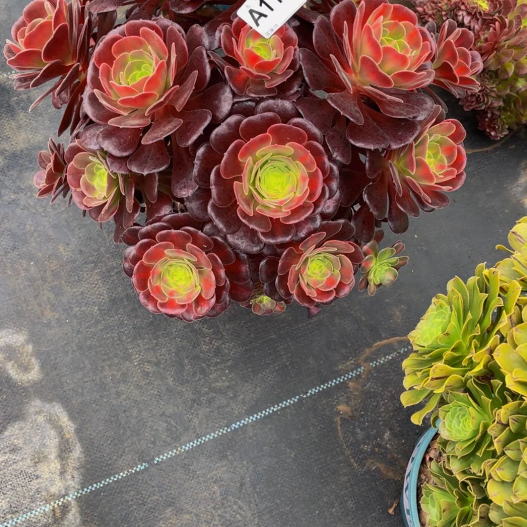 【闪购商品】11900