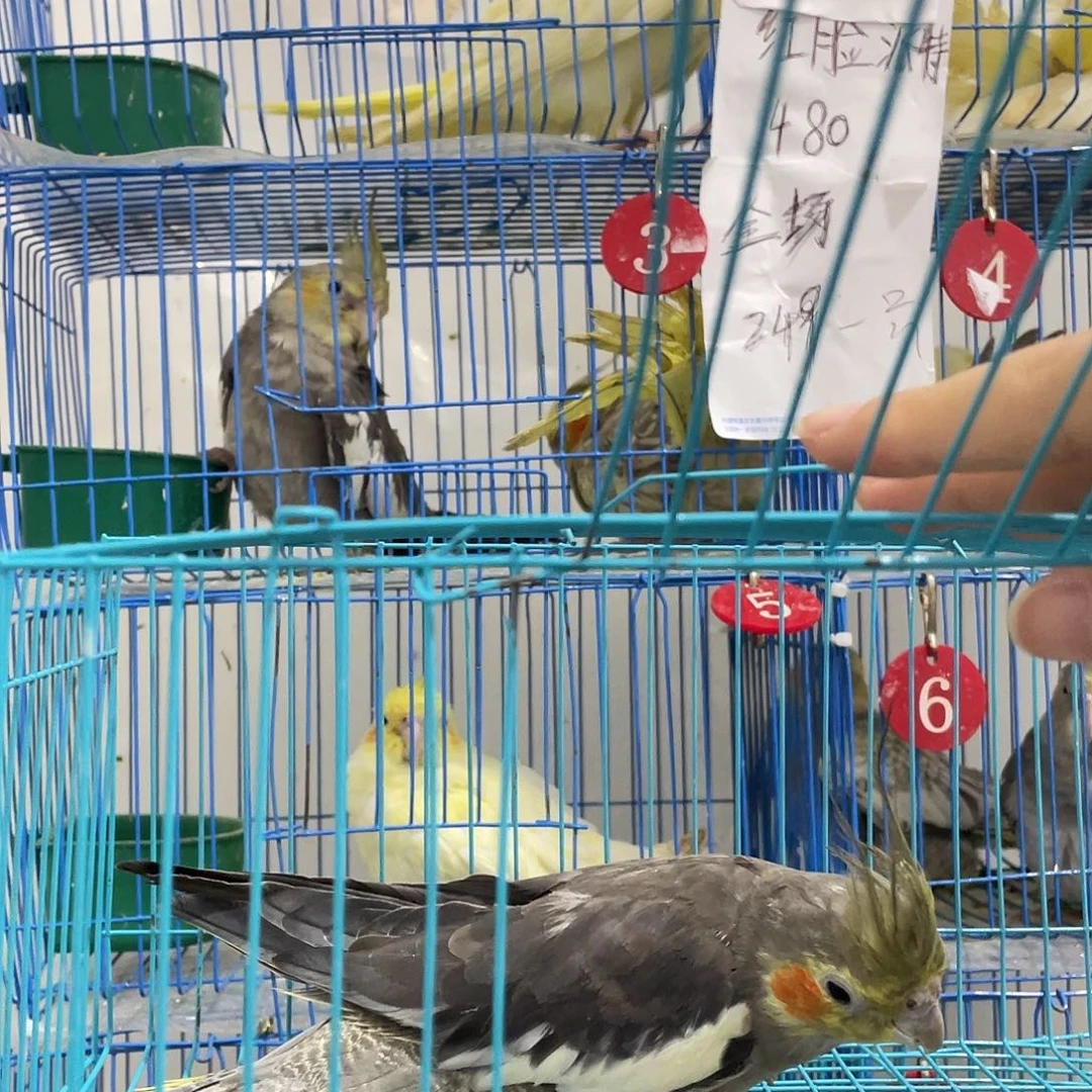 玄凤鹦鹉/鸡尾鹦鹉