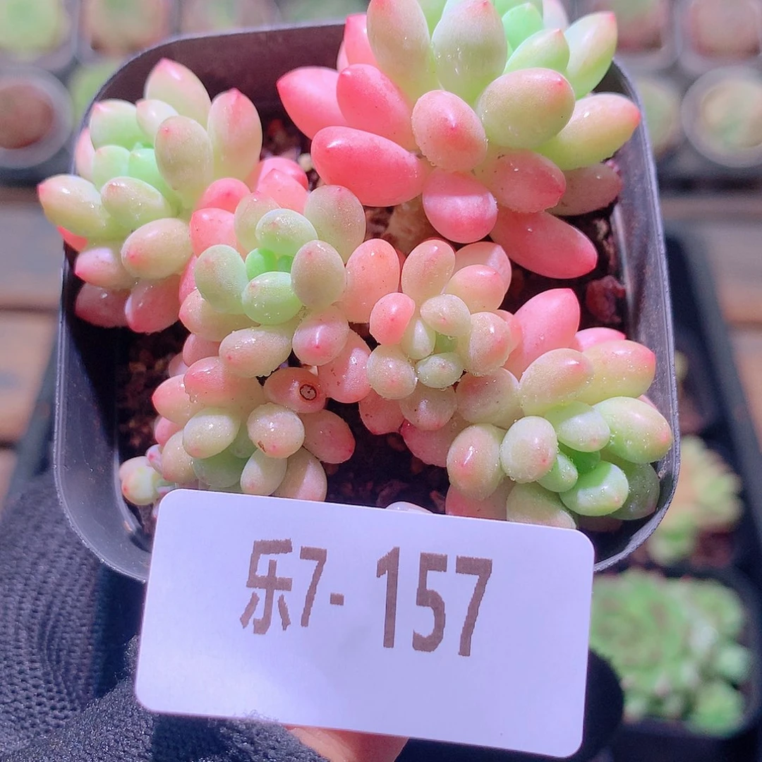 乐然7-157 洛可可群