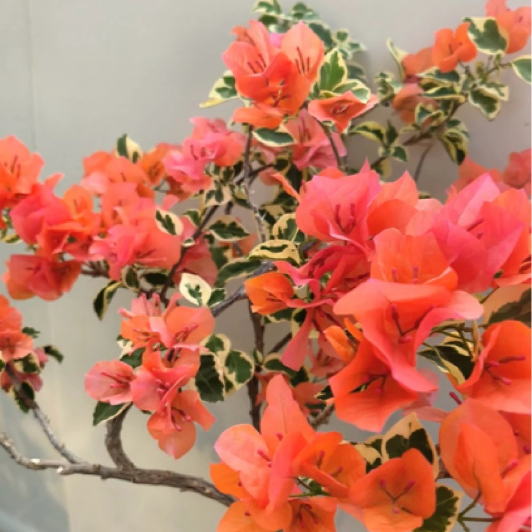 新品【花叶橙冰】三角梅四季勤花室外走廊四季开花好养绿植不带花