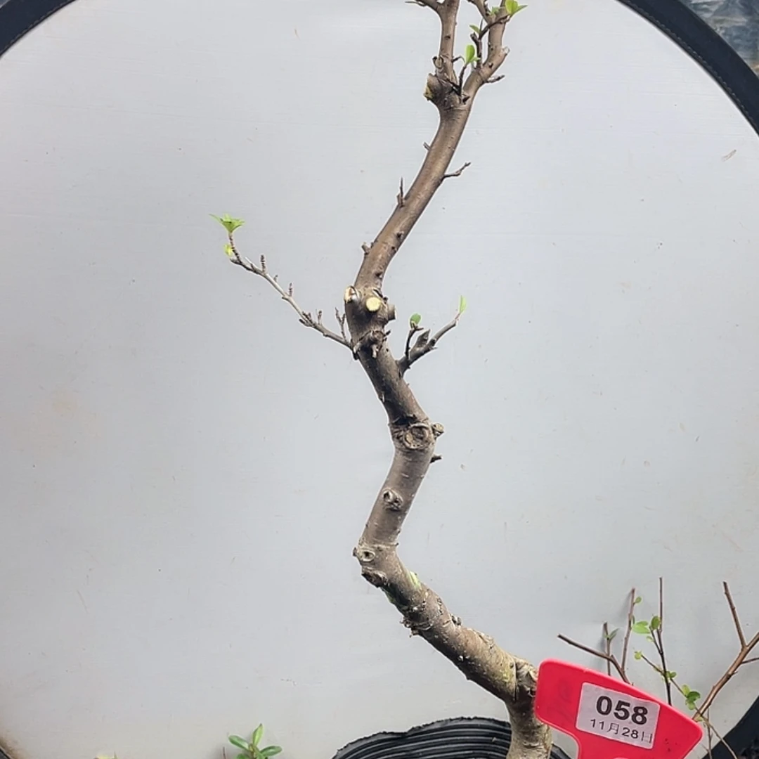 【闪购商品】无花朵058