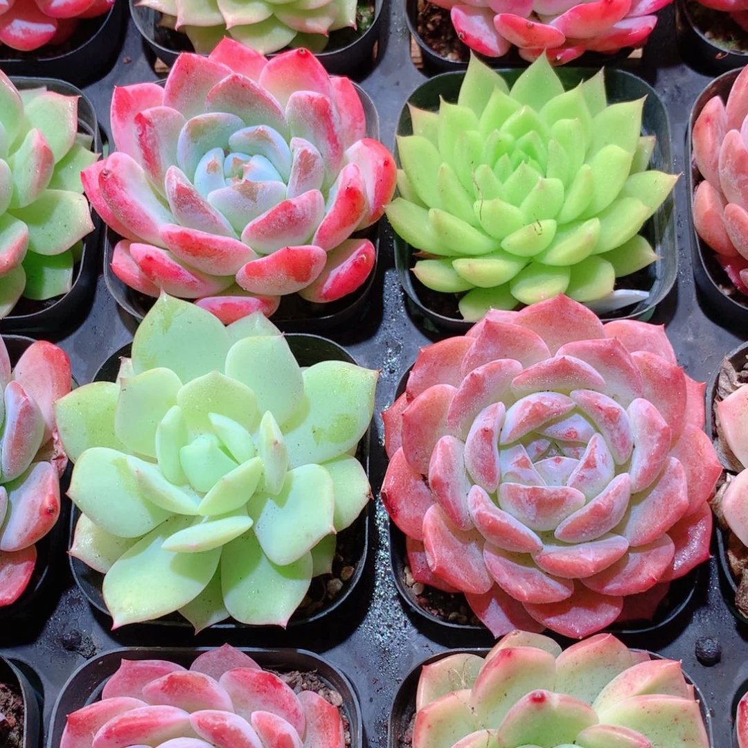 30量拍品质保证多肉带盆16颗全单头