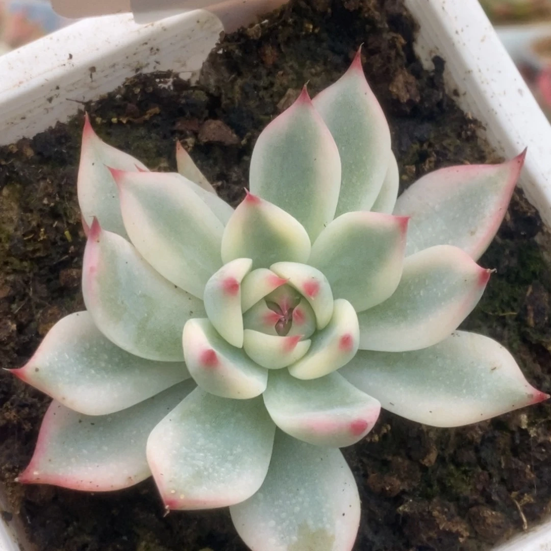 610锦锦锦锦锦锦锦锦锦锦