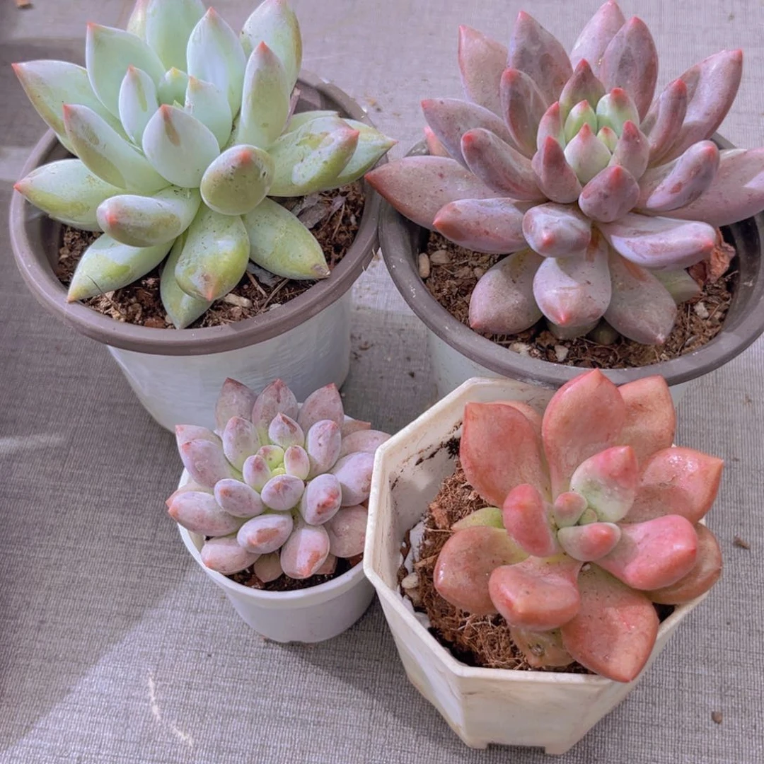 所罗门。蜻蜓大。半夏。桃花源