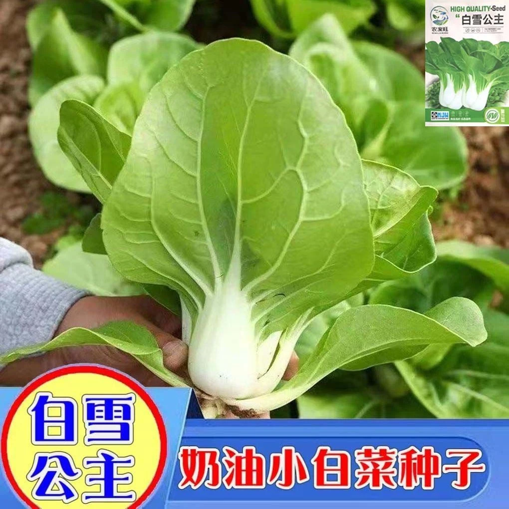白雪公主奶油小白菜种子矮脚白小白菜种子湘潭矮脚白小白菜种籽子